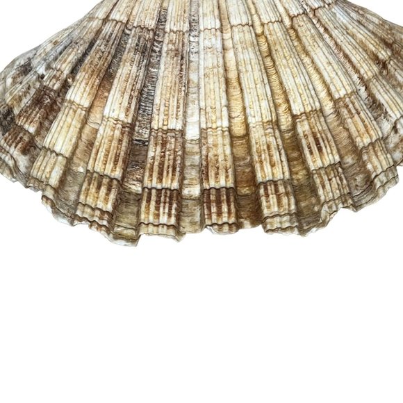 Scallop Baking Shells France Set of 8 Cuisine Crafts Decor - Picture 8 of 9